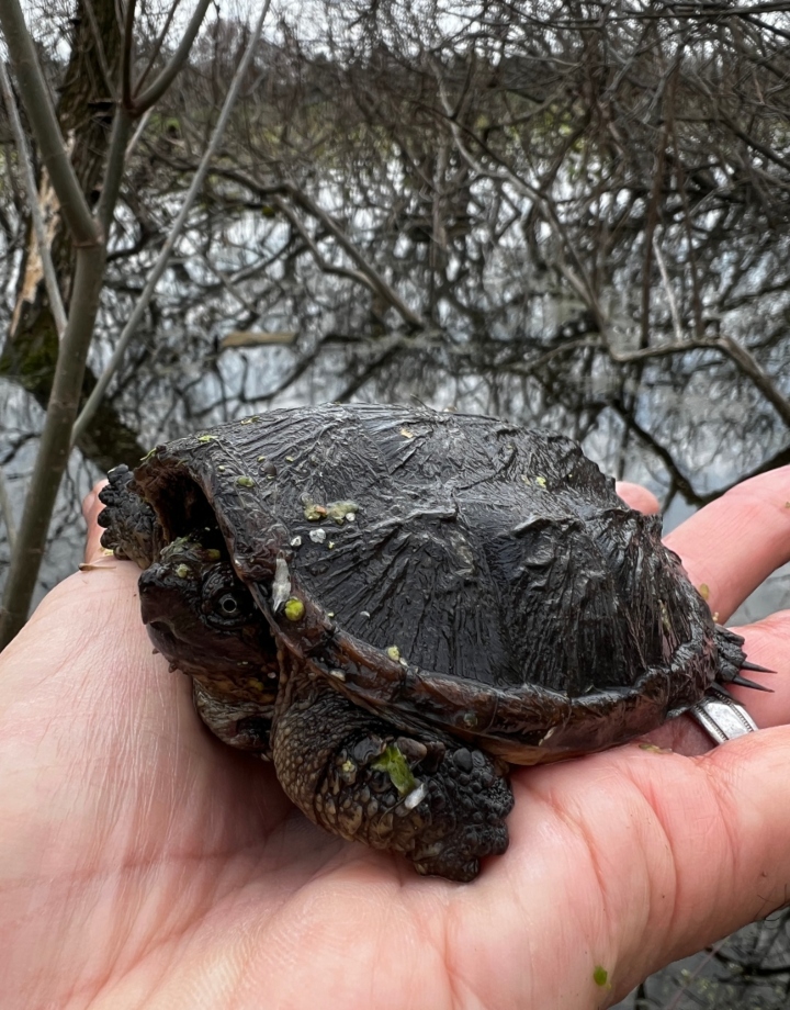 Snapping Turtle